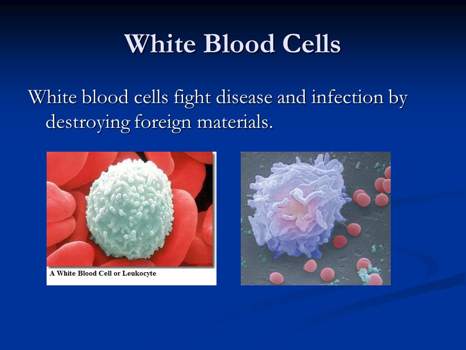 White Blood Cells White blood cells fight disease and infection by destroying foreign materials.