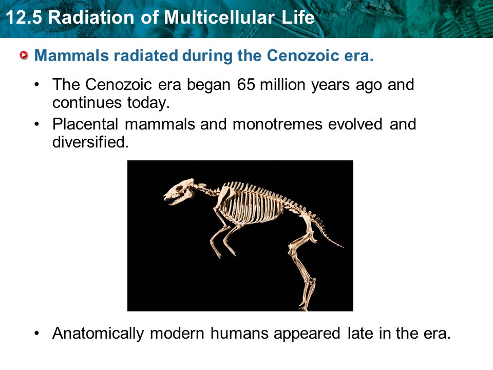 12.5 Radiation of Multicellular Life KEY CONCEPT Multicellular life evolved  in distinct phases. - ppt download