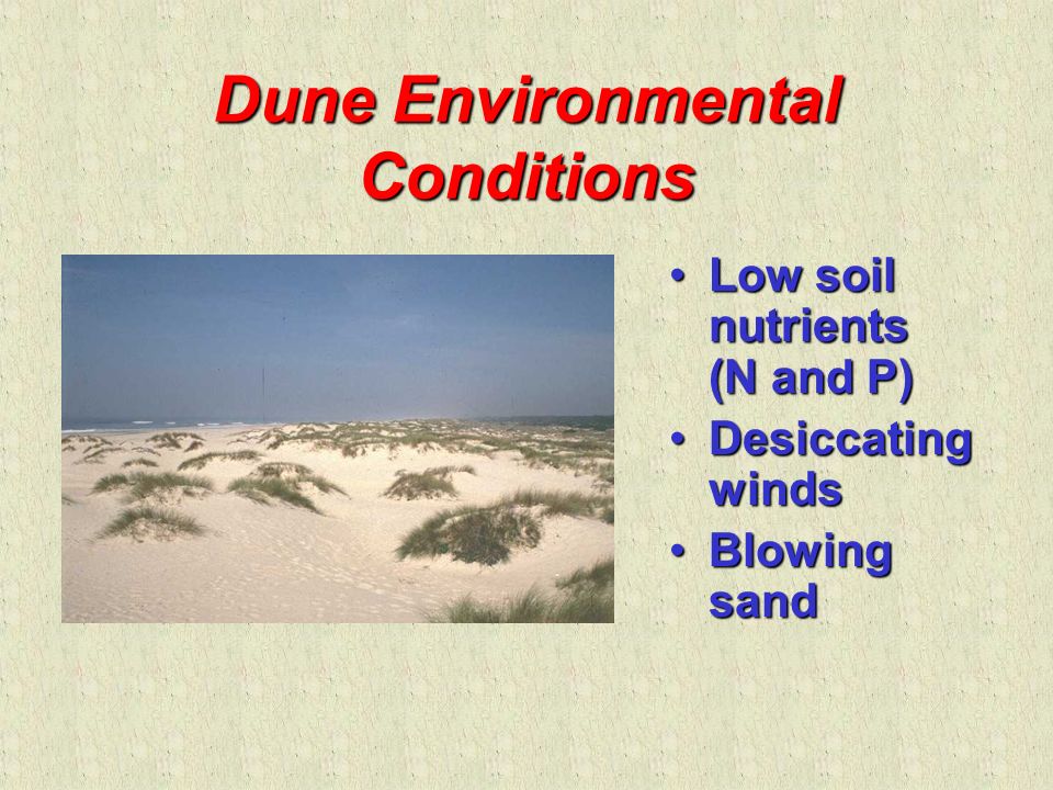 Dune Environmental Conditions Low soil nutrients (N and P)Low soil nutrients (N and P) Desiccating windsDesiccating winds Blowing sandBlowing sand