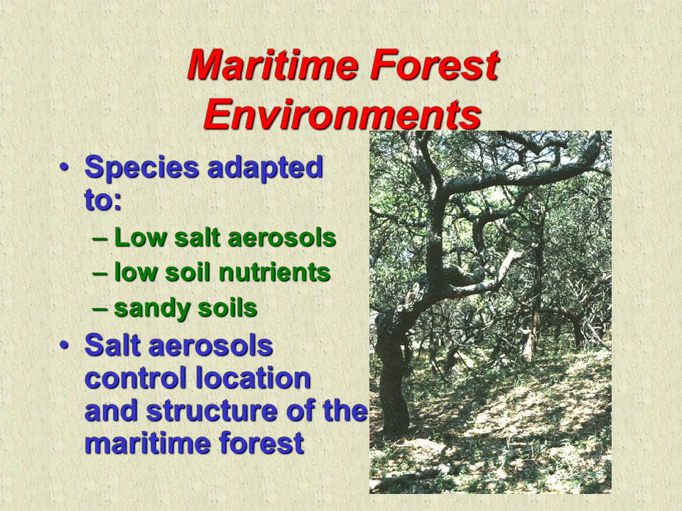 Maritime Forest Environments Species adapted to:Species adapted to: –Low salt aerosols –low soil nutrients –sandy soils Salt aerosols control location and structure of the maritime forestSalt aerosols control location and structure of the maritime forest