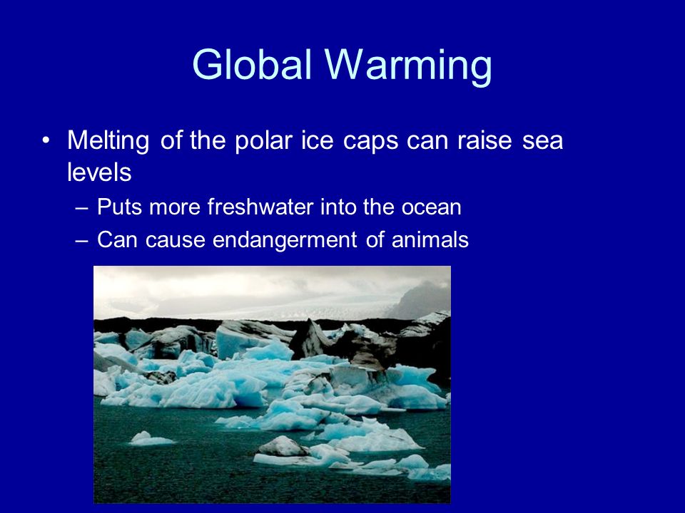 Global Warming Melting of the polar ice caps can raise sea levels –Puts more freshwater into the ocean –Can cause endangerment of animals