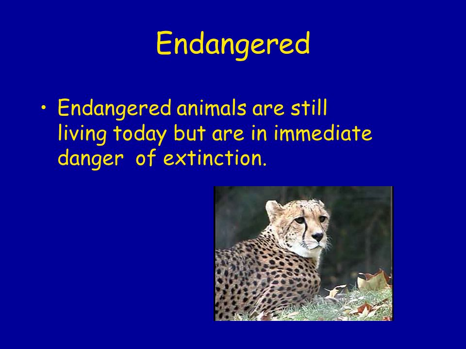Endangered Endangered animals are still living today but are in immediate danger of extinction.