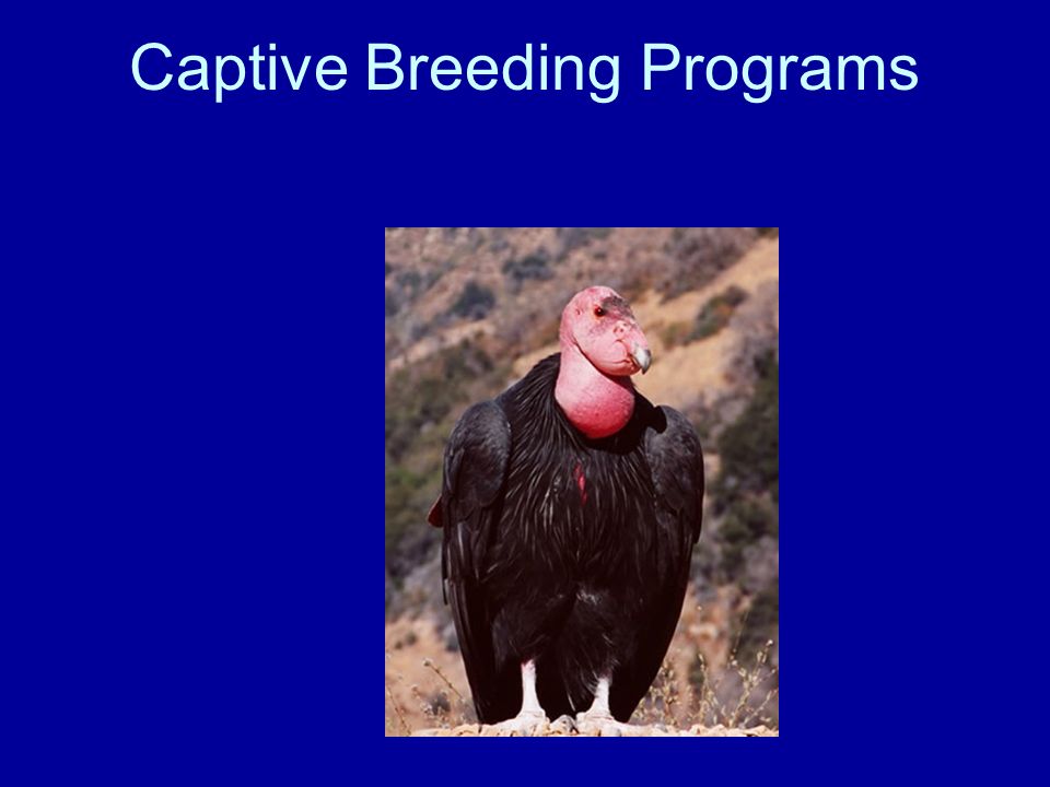 Captive Breeding Programs