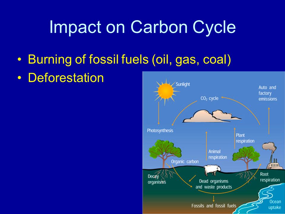 Impact on Carbon Cycle Burning of fossil fuels (oil, gas, coal) Deforestation