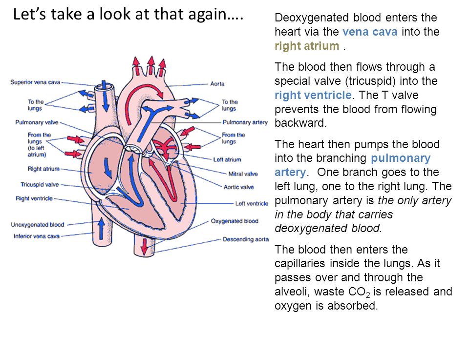 Circulatory System The Circulatory System Is Made Up Of The Heart Blood And All The Various Types Of Blood Vessels Such As Arteries Veins And Capillaries Ppt Download