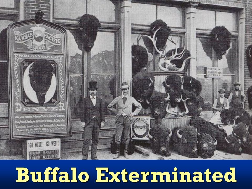 Buffalo Exterminated