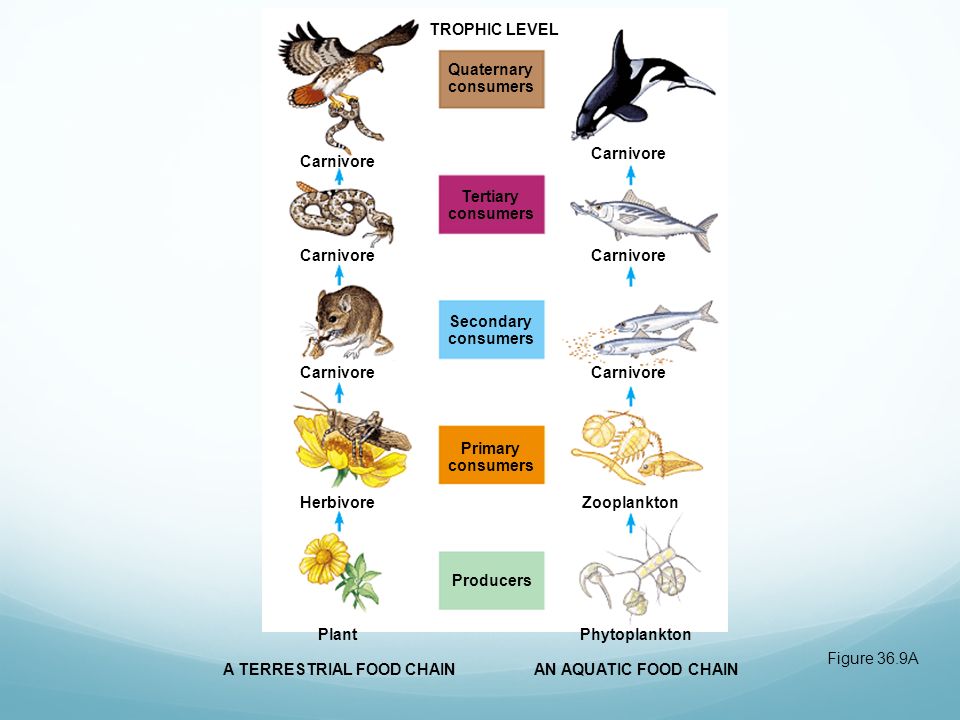 Ecology Chapters 34, 35, and 36. Ch 34: The Biosphere Ecology is the study  of the interactions of organisms with their environment. - ppt download