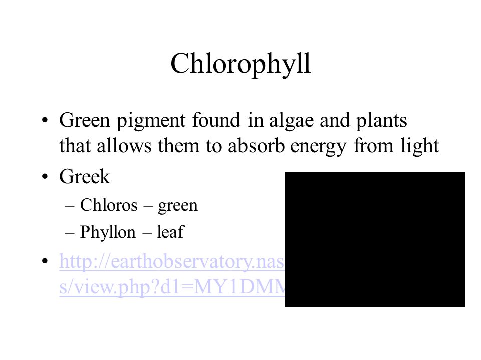 Chlorophyll Green pigment found in algae and plants that allows them to absorb energy from light Greek –Chloros – green –Phyllon – leaf   s/view.php d1=MY1DMM_CHLORAhttp://earthobservatory.nasa.gov/GlobalMap s/view.php d1=MY1DMM_CHLORA