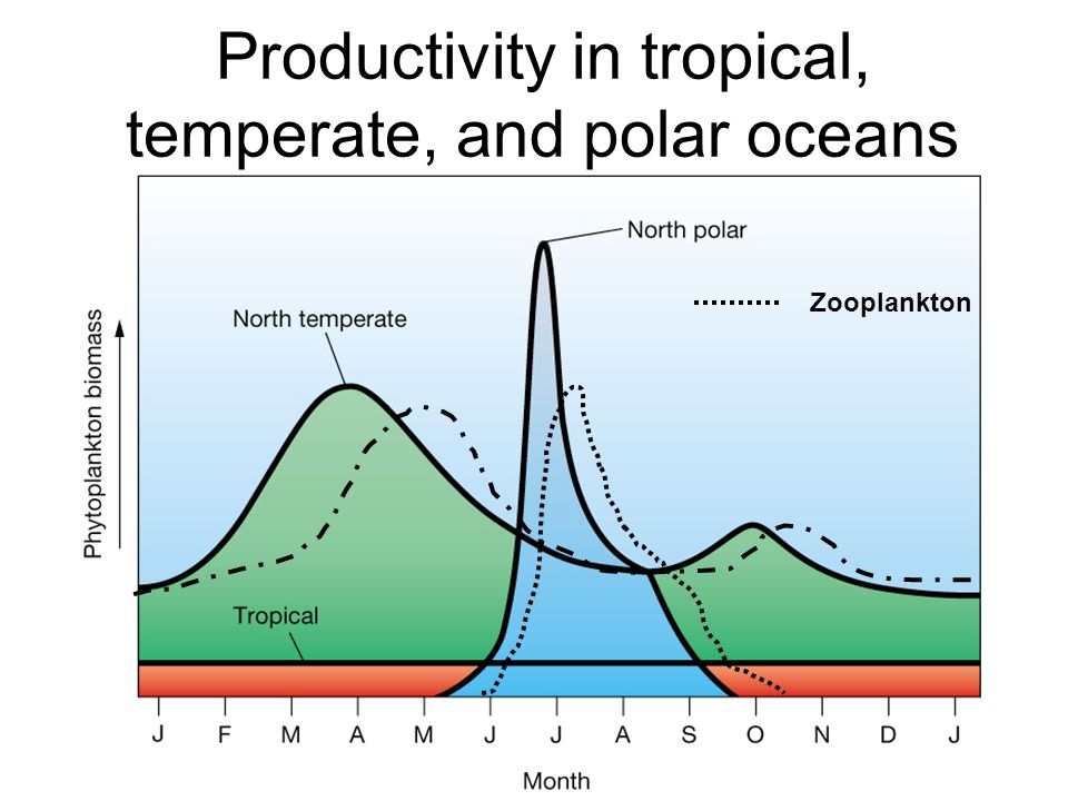 Productivity in tropical, temperate, and polar oceans Zooplankton