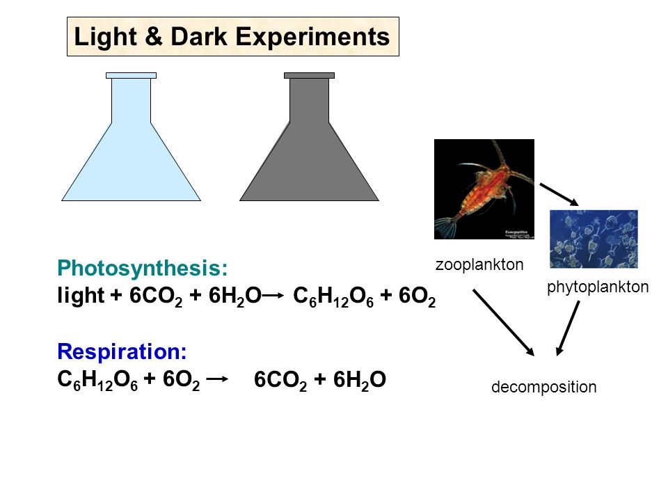 Light & Dark Experiments Photosynthesis: light + 6CO 2 + 6H 2 O C 6 H 12 O 6 + 6O 2 Respiration: C 6 H 12 O 6 + 6O 2 zooplankton phytoplankton decomposition 6CO 2 + 6H 2 O