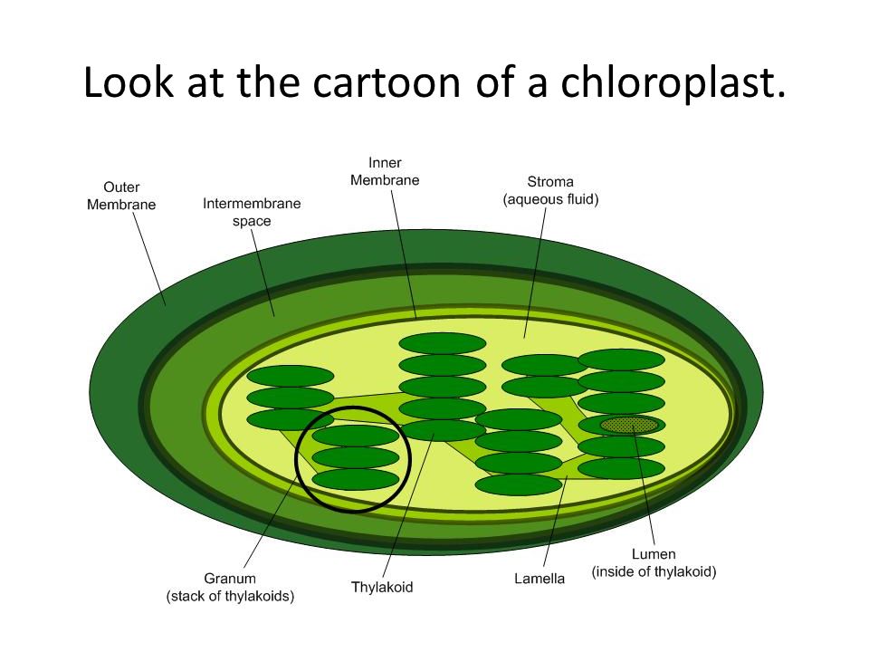 Хлоропласты зеленых водорослей. Хлорофилл в хлоропластах. Хлоропласт пигмент строение. Строение хлоропласта фотосинтез.
