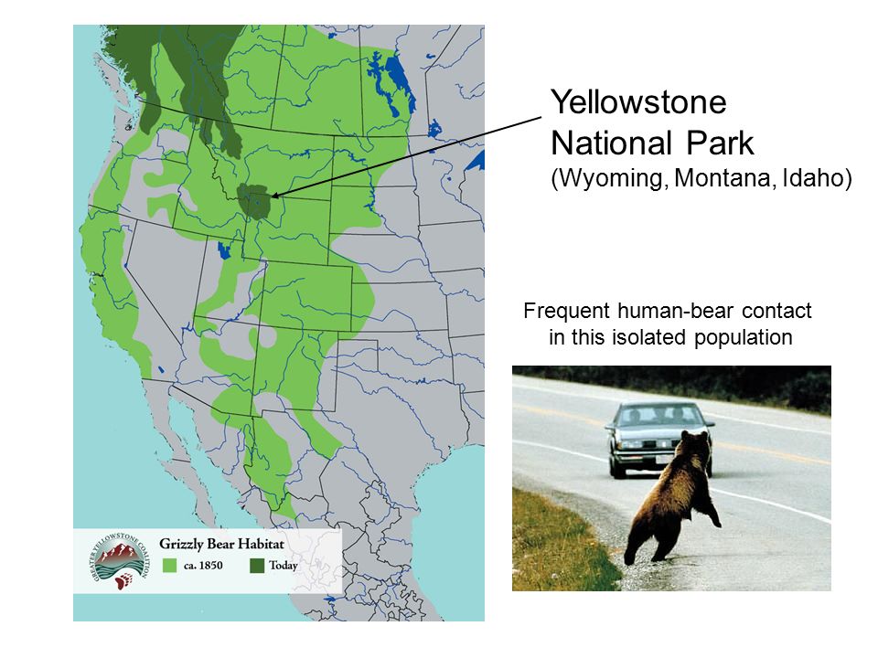 Yellowstone National Park (Wyoming, Montana, Idaho) Frequent human-bear contact in this isolated population