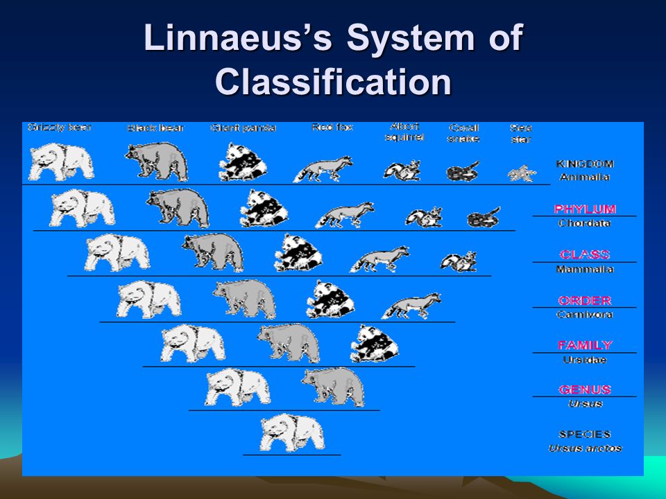 Linnaeus Chart
