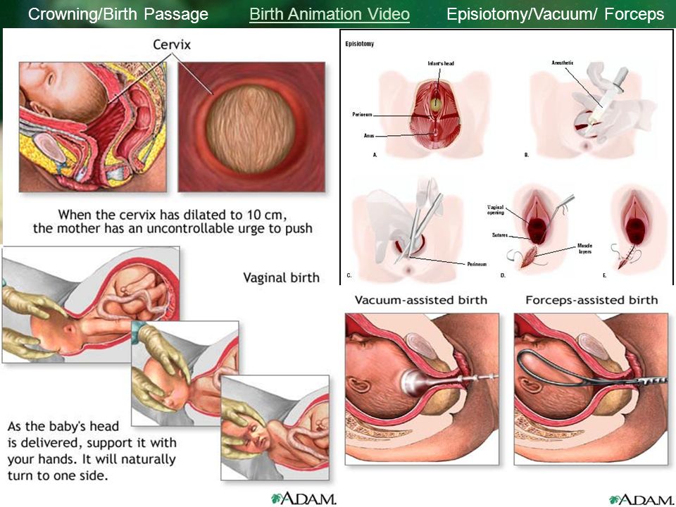 Time to Be Born! Pregnancy Options & Stages of Labor Mrs. Brennan Child  Development Unit ppt download