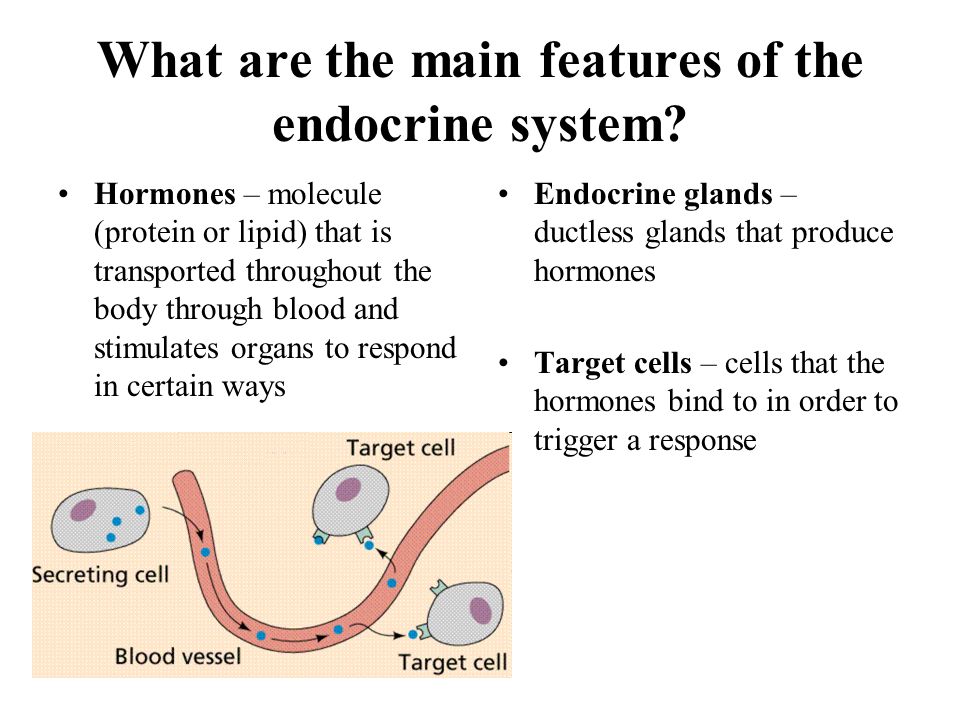 The Exocrine System Example Animal Presentation Ppt Download