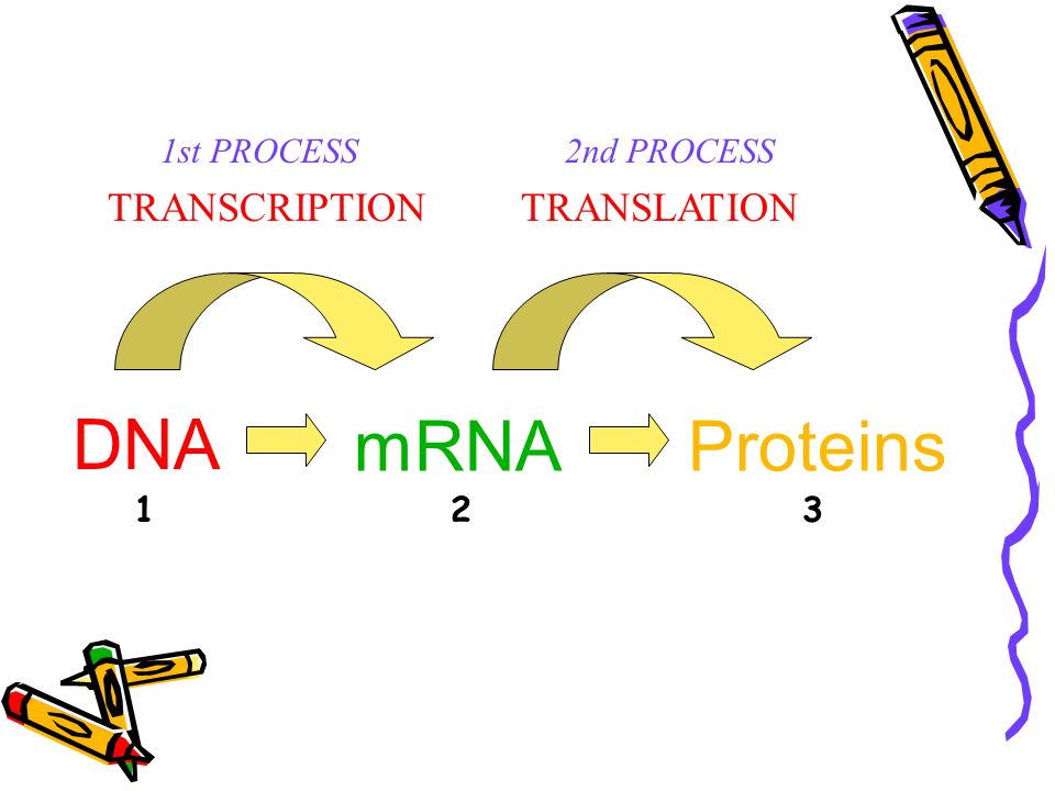 DNA mRNAProteins TRANSCRIPTIONTRANSLATION 1st PROCESS2nd PROCESS 123