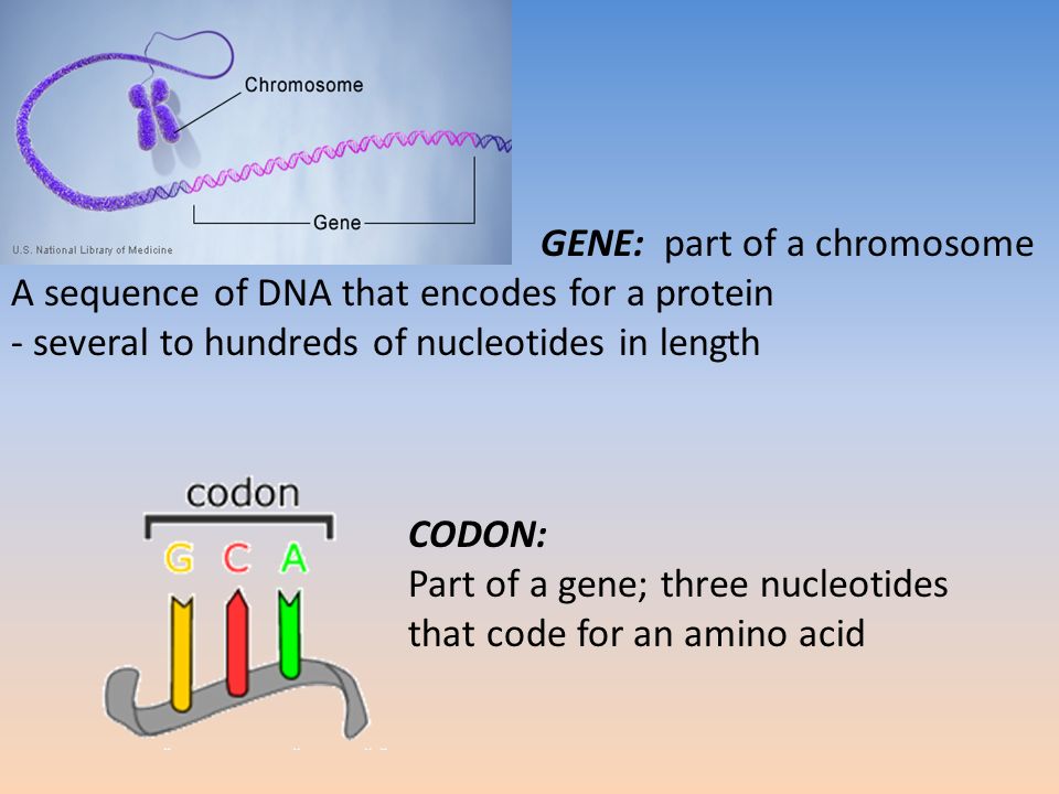 Billion Base Pairs Chromosome 3 Gene Billion Base Pairs Chromosome 3 Gene
