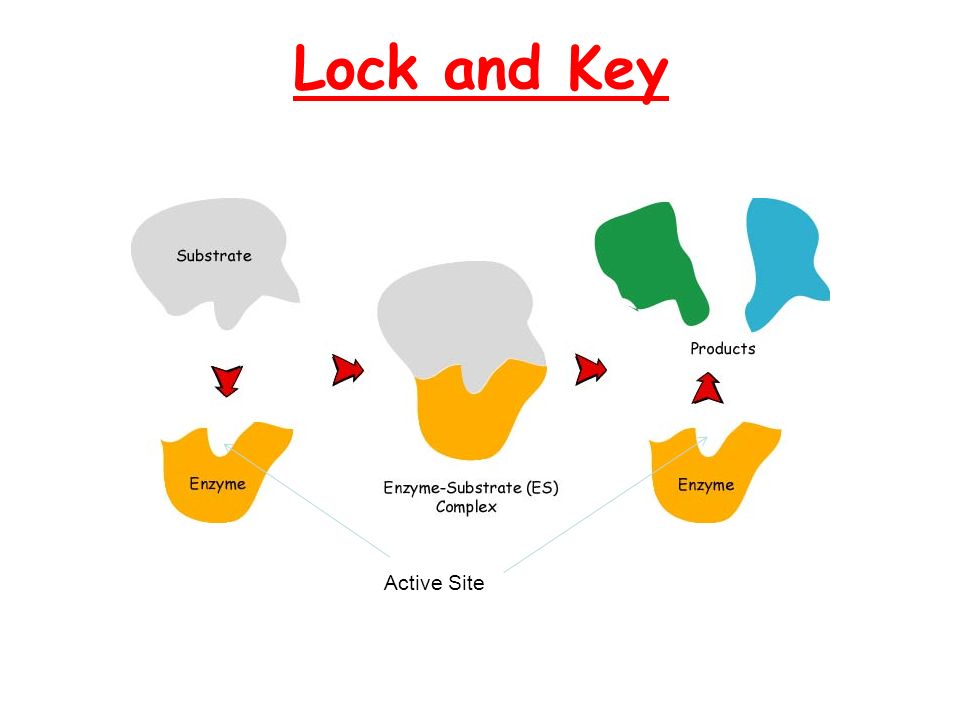 Lock and Key model Enzyme. Enzyme шаблон. Модель ключ замок ферменты. Determination of Enzyme activity. Activity rate