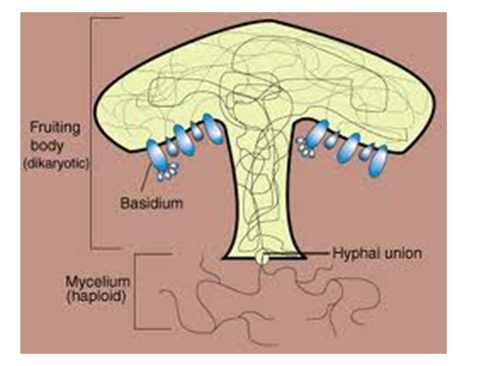 Fruiting bodies. Mycelium structure. Mycelium Types and Hyphens.