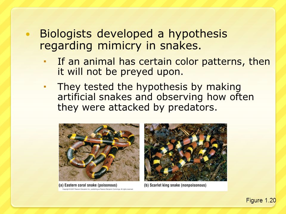 Biologists developed a hypothesis regarding mimicry in snakes.