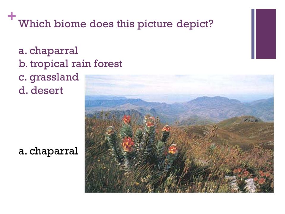 + Which biome does this picture depict. a. chaparral b.
