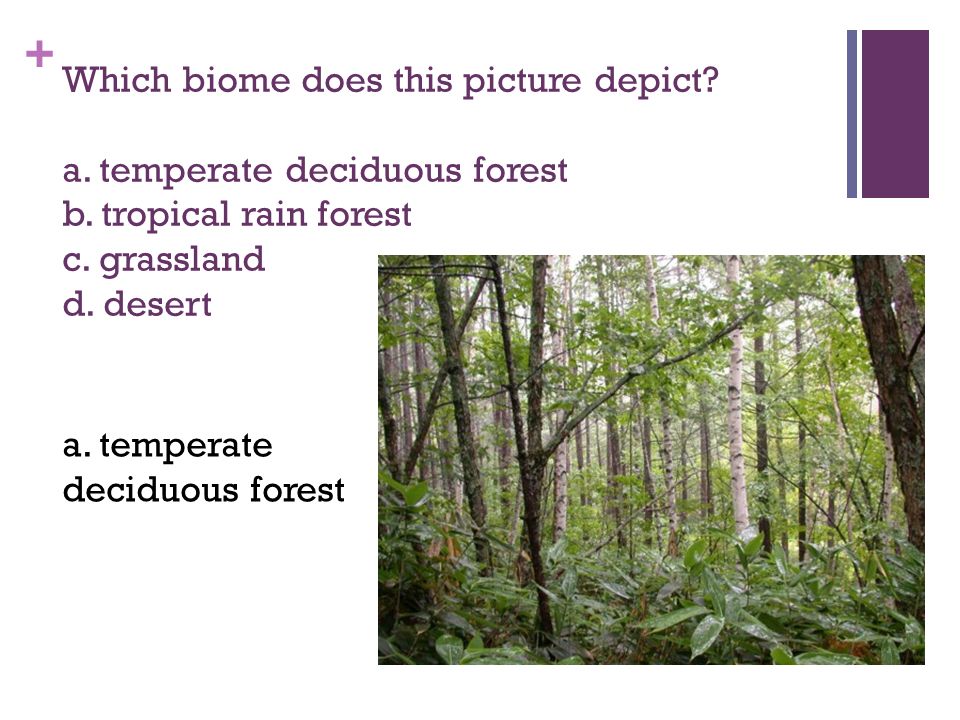 + Which biome does this picture depict. a. temperate deciduous forest b.