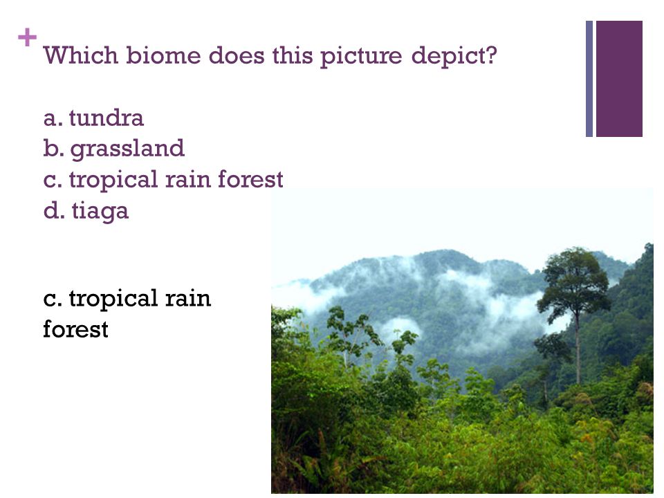 + Which biome does this picture depict. a. tundra b.