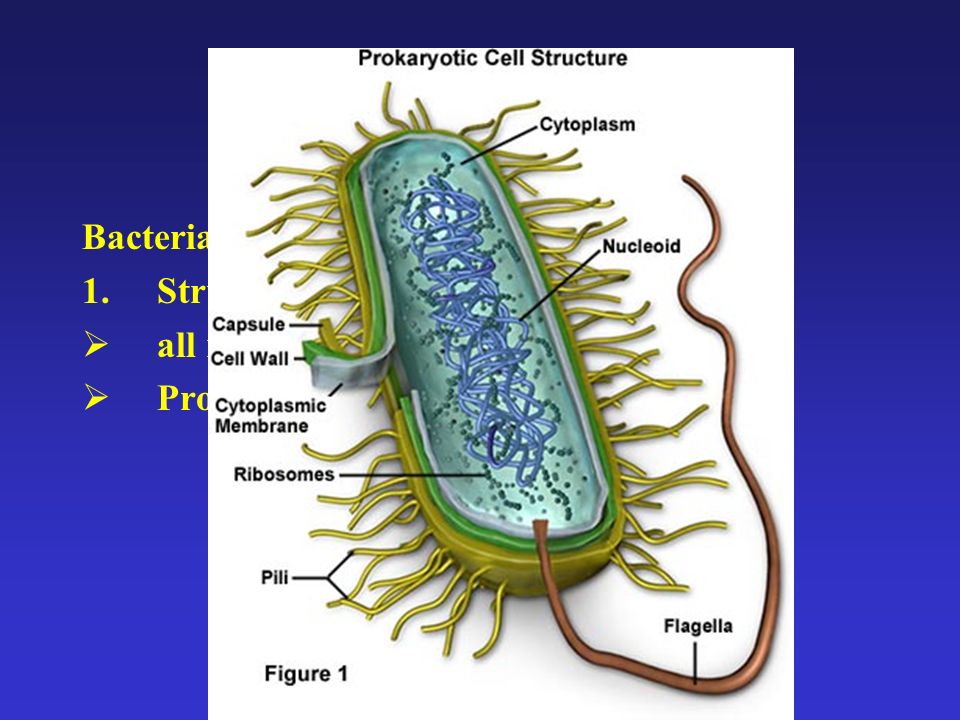 Bacteria 1.Structure: all microscopic, unicellular or colonial ...