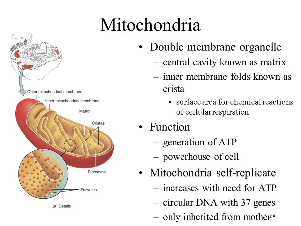 2.-1 Chapter 2 Cells Basic, living, structural and functional unit of ...