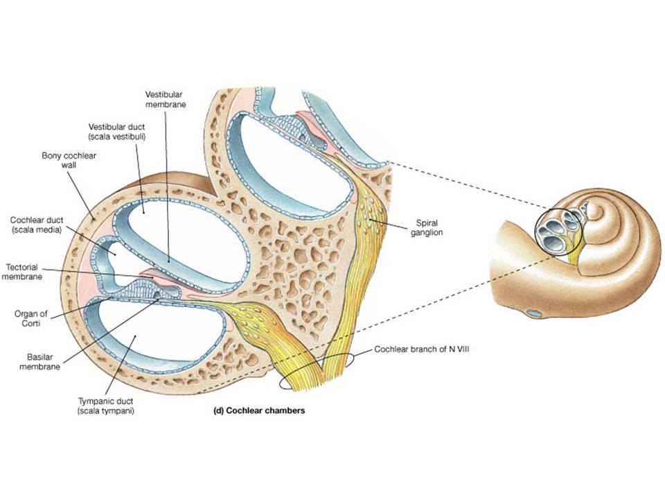 Чувствительные клетки внутреннего уха. Строение улитки Кортиев орган. Внутреннее ухо Кортиев орган. Кортиев орган в улитке. Улитка уха Кортиев орган.