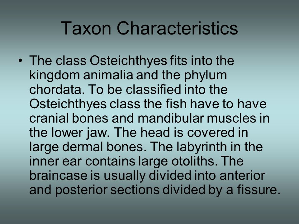 class osteichthyes characteristics