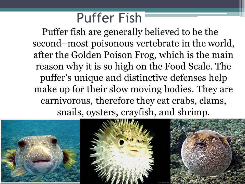 Ocean Food Chain Lindsay Innes and Charity Sonier. - ppt download