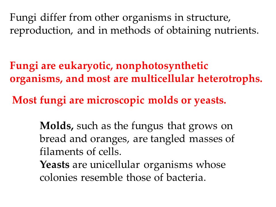 Kingdom Fungi Fungi Differ From Other Organisms In