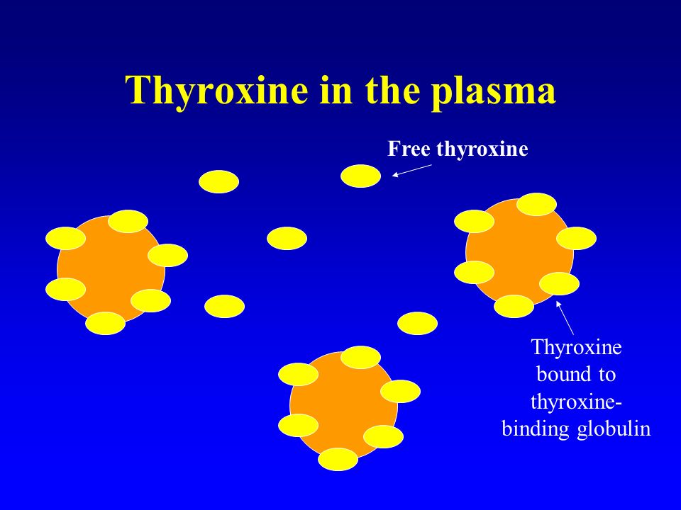 Thyroxine in the plasma Free thyroxine Thyroxine bound to thyroxine- binding globulin