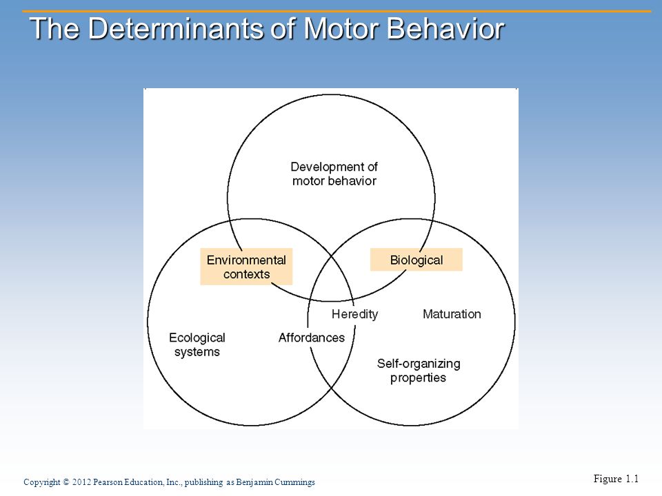 Copyright © 2012 Pearson Education, Inc., publishing as Benjamin Cummings The Determinants of Motor Behavior Figure 1.1