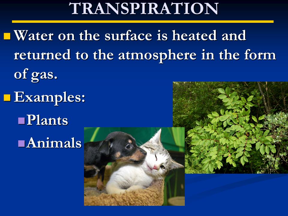 TRANSPIRATION Water on the surface is heated and returned to the atmosphere in the form of gas.