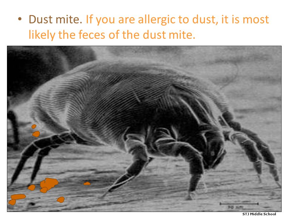 Dust mite. If you are allergic to dust, it is most likely the feces of the dust mite.