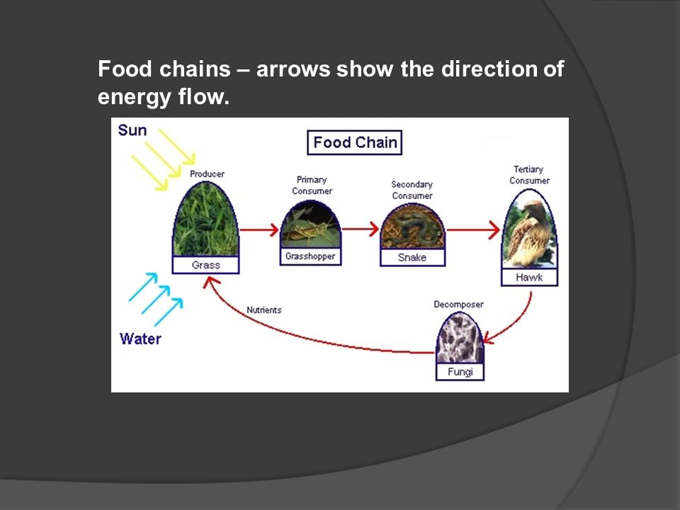 Food chains – arrows show the direction of energy flow.