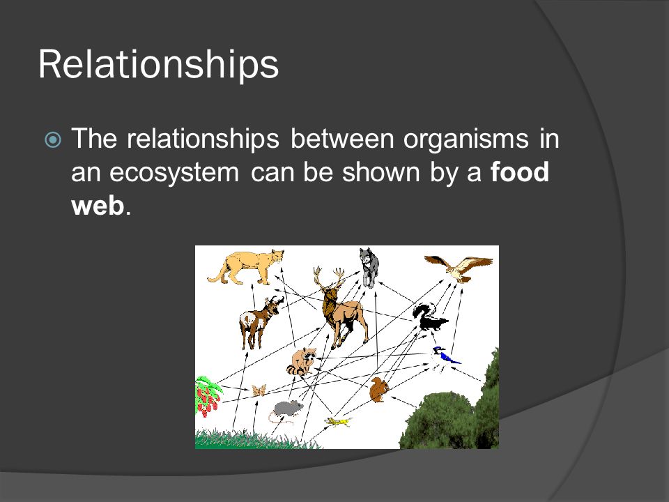 Relationships  The relationships between organisms in an ecosystem can be shown by a food web.