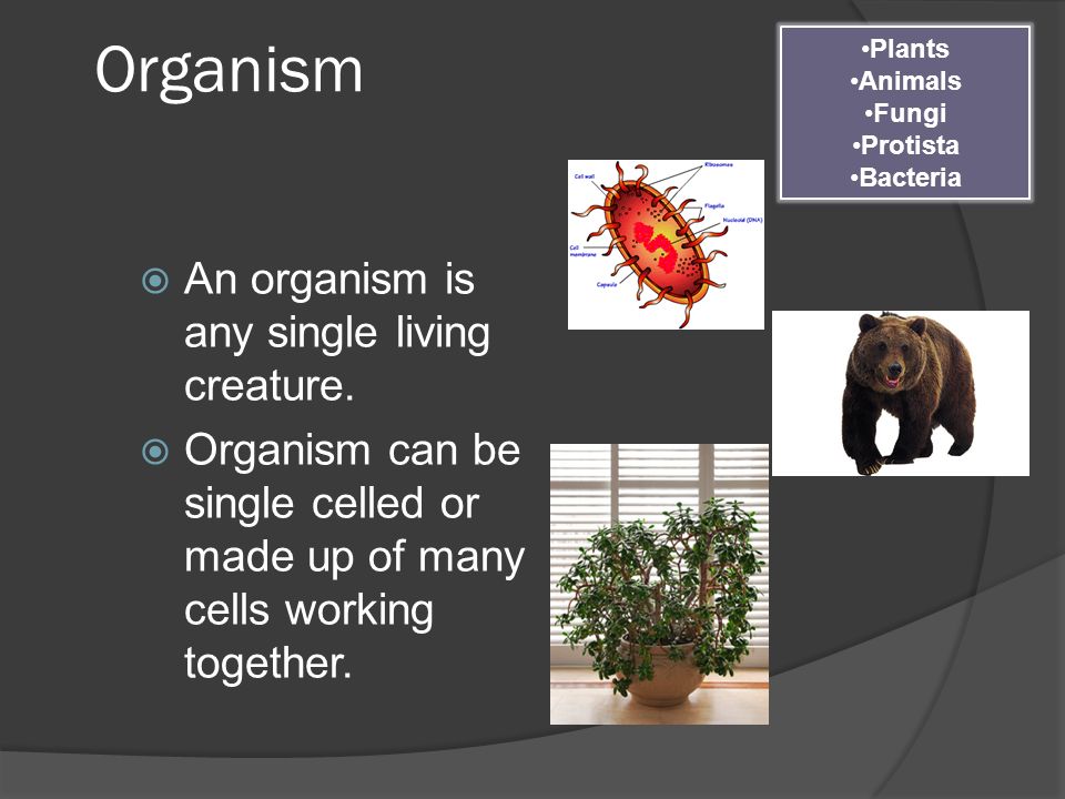 Organism  An organism is any single living creature.