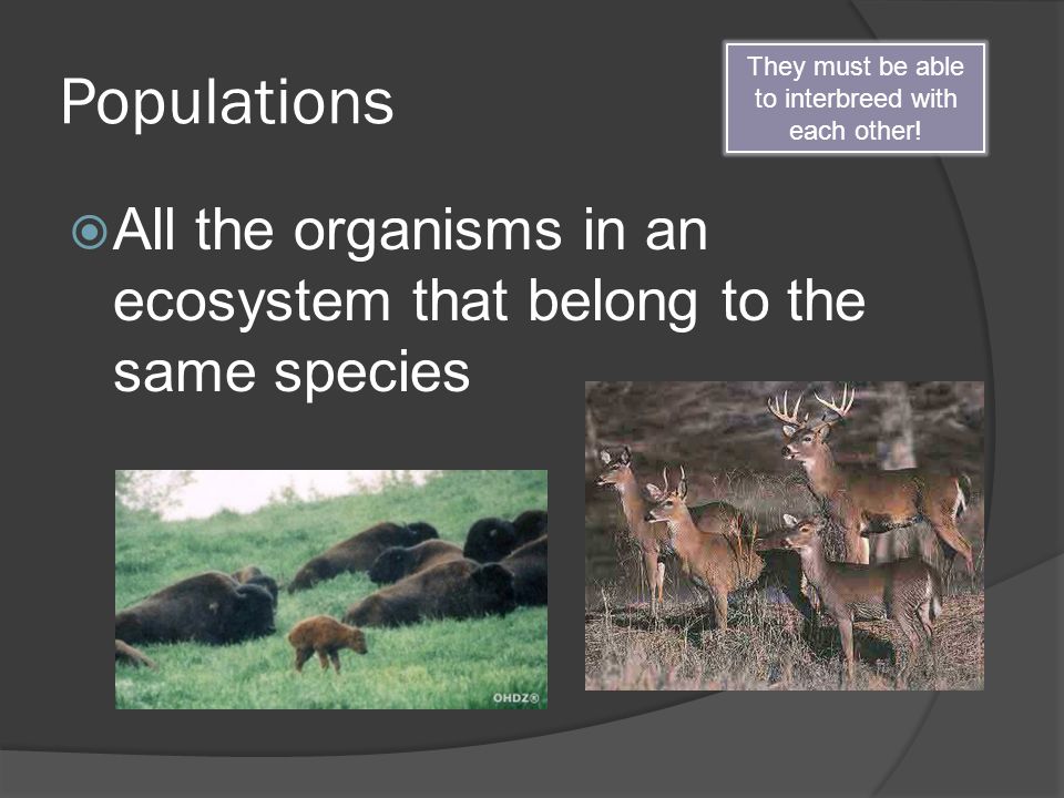Populations  All the organisms in an ecosystem that belong to the same species They must be able to interbreed with each other!