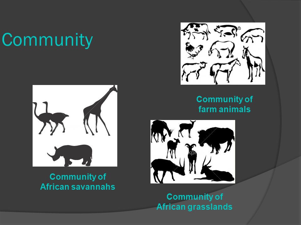 Community Community of African savannahs Community of African grasslands Community of farm animals