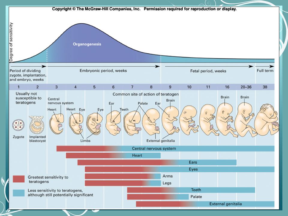 Prenatal Development Before Birth Prenatal Development The Process Of Growth And Development Within The Womb In Which A Single Cell Zygote The Cell Ppt Download Prenatal Development Before Birth Prenatal Development The Process Of Growth And Development Within The Womb In Which A Single Cell Zygote The Cell Ppt Download