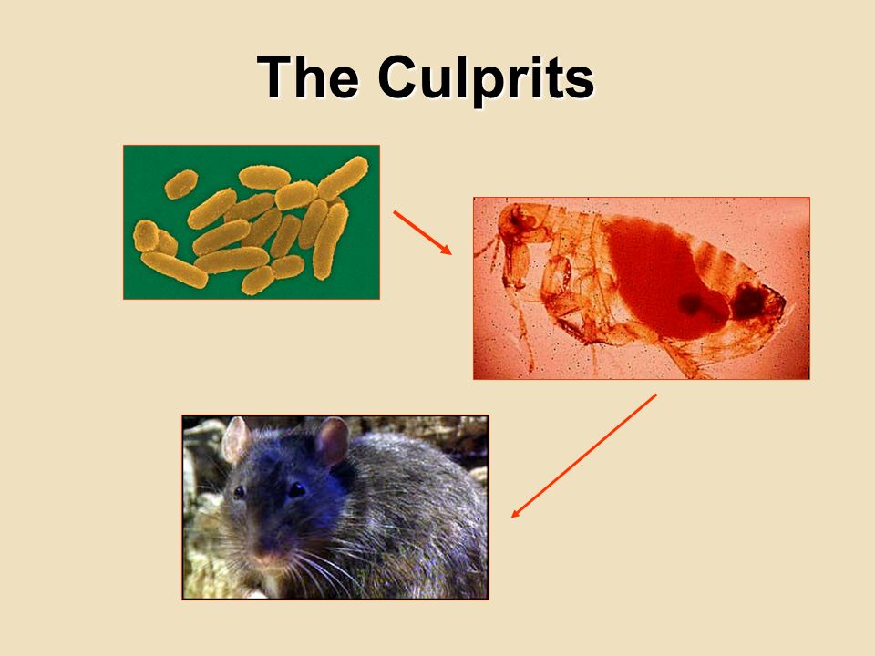 The Culprits