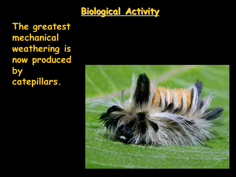 Biological Activity The greatest mechanical weathering is now produced by catepillars.