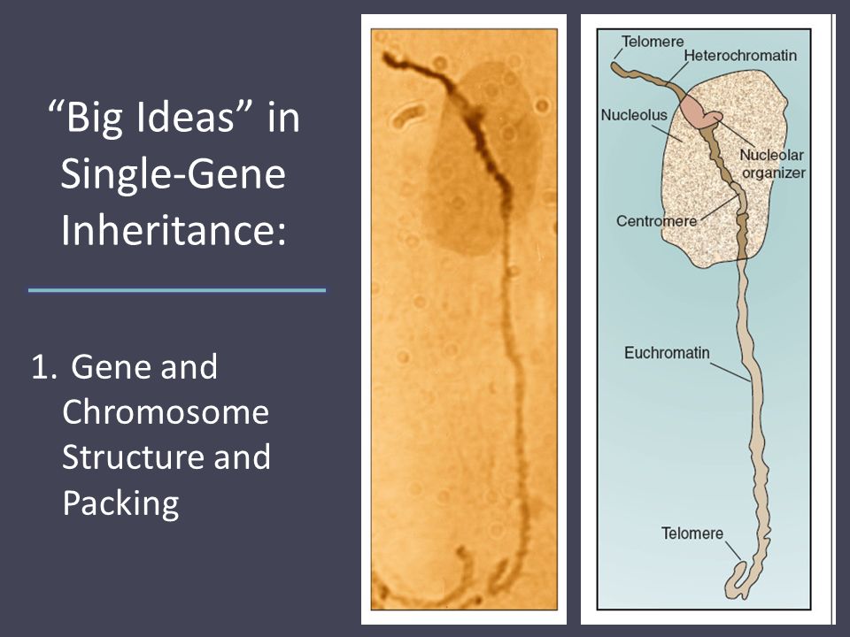 Big Ideas in Single-Gene Inheritance: 1. Gene and Chromosome Structure and Packing