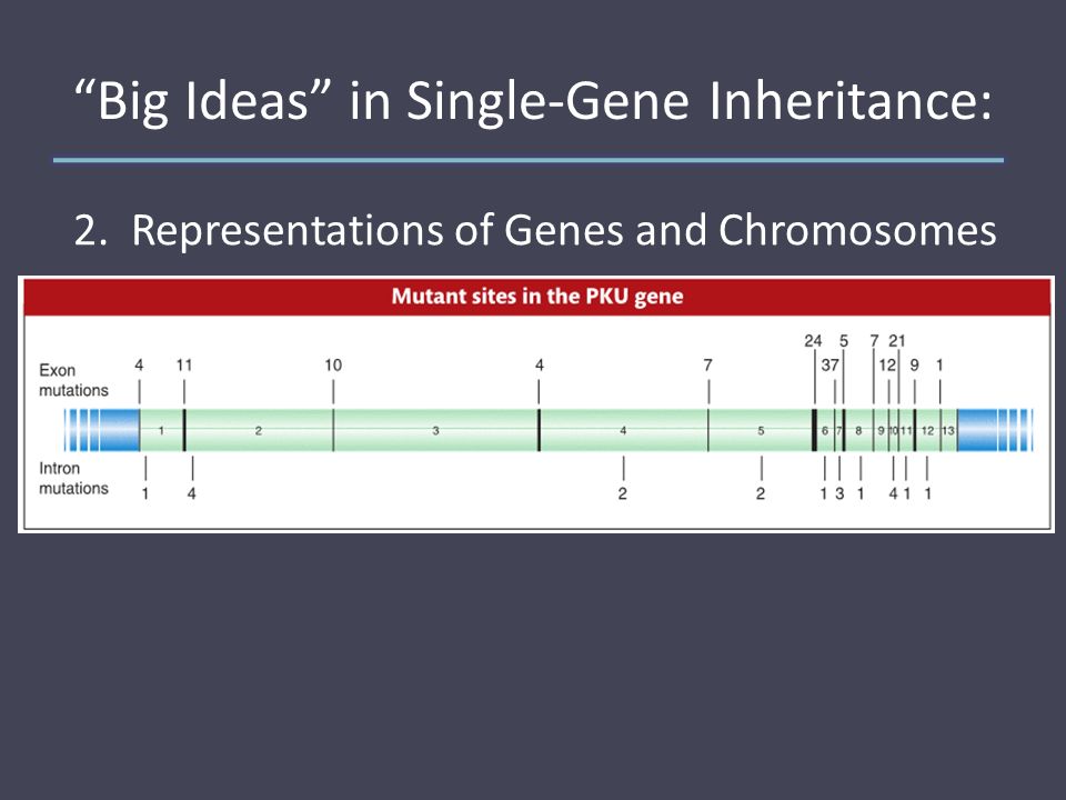 Big Ideas in Single-Gene Inheritance: 2. Representations of Genes and Chromosomes