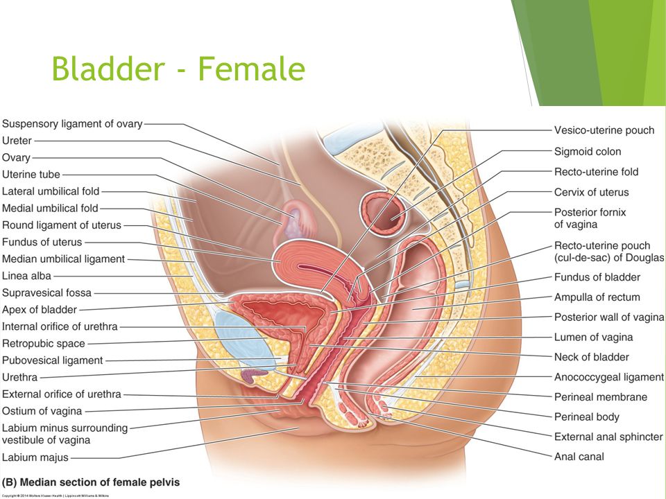 Pelvis, Perineum, and the Reproductive Systems. Objectives  Describe the  contents and arrangement of structures in the pelvic cavity in both  genders. - ppt download