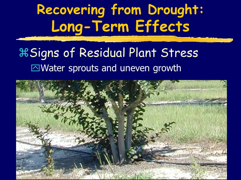 Recovering from Drought: Long-Term Effects zSigns of Residual Plant Stress yWater sprouts and uneven growth