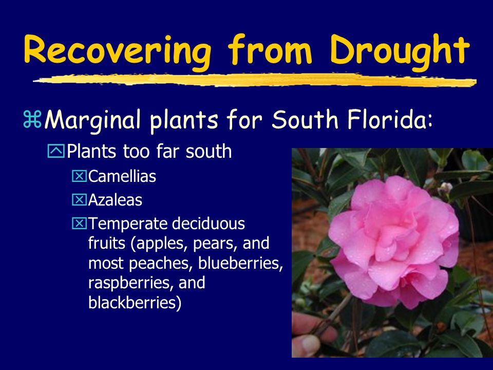 Recovering from Drought zMarginal plants for South Florida: yPlants too far south xCamellias xAzaleas xTemperate deciduous fruits (apples, pears, and most peaches, blueberries, raspberries, and blackberries)
